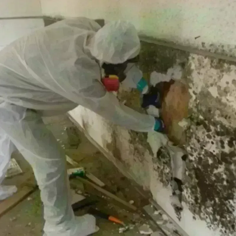 Mold Remediation and Removal in Norfolk, VA